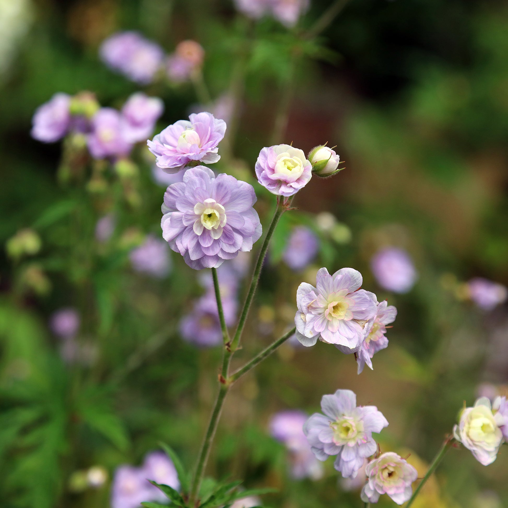 Geranium pratense Summer Skies - Storchschnabel Summer Skies - Geranien
