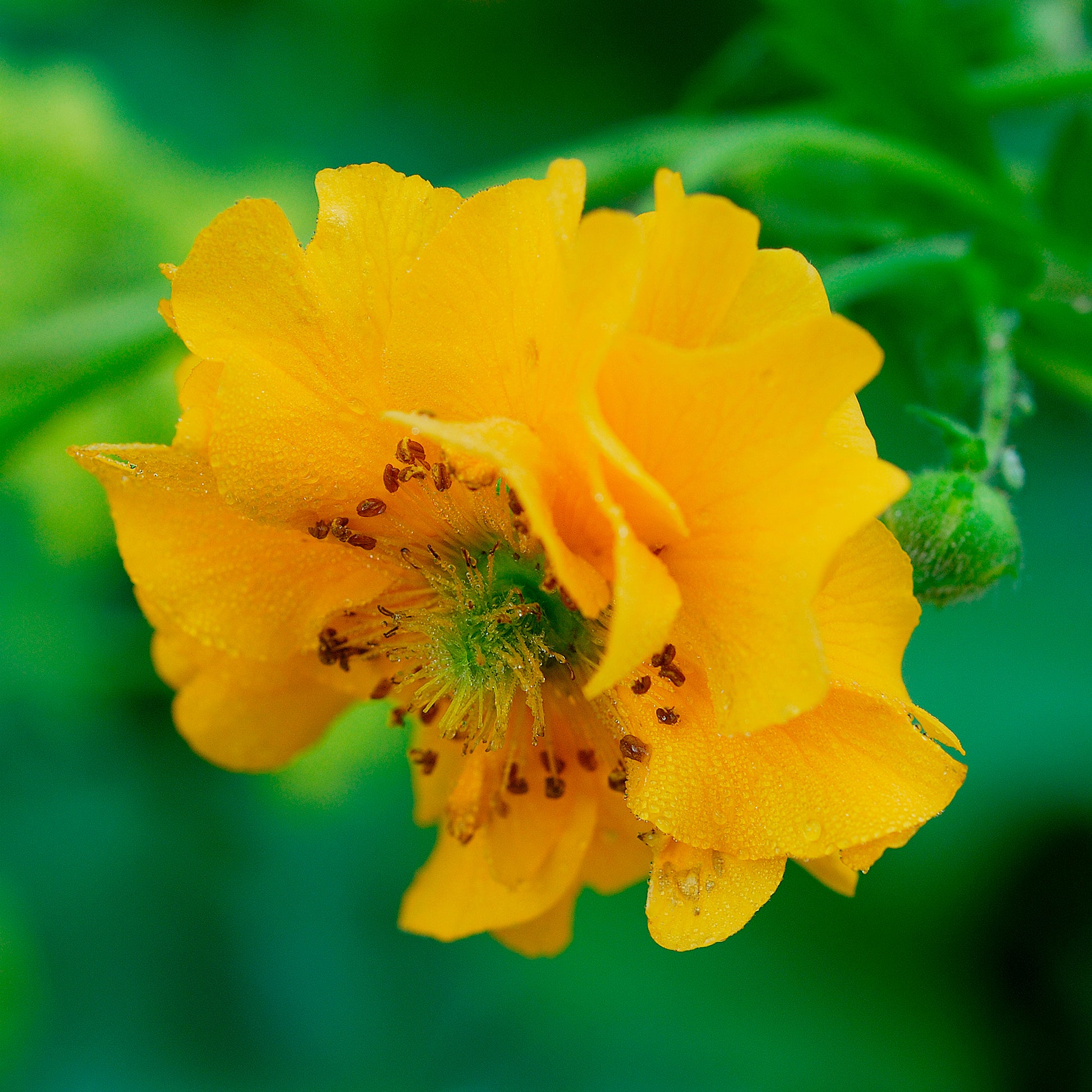 Chilenische Nelkenwurz Lady Stratheden - Geum chiloense Lady Stratheden - Bakker