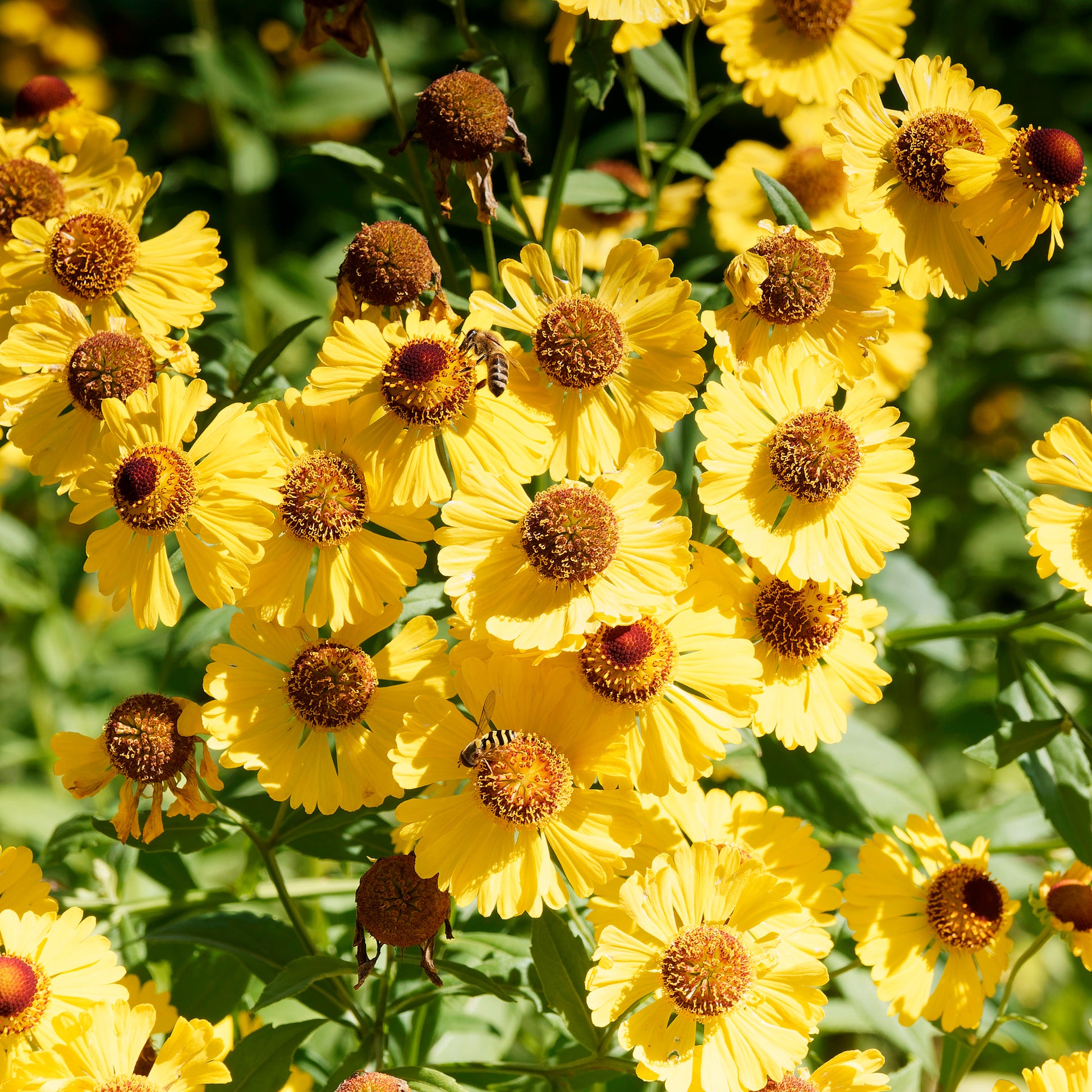 Herbst-Sonnenbraut Pumilum Magnificum - Helenium autumnale Pumilum Magnificum - Bakker