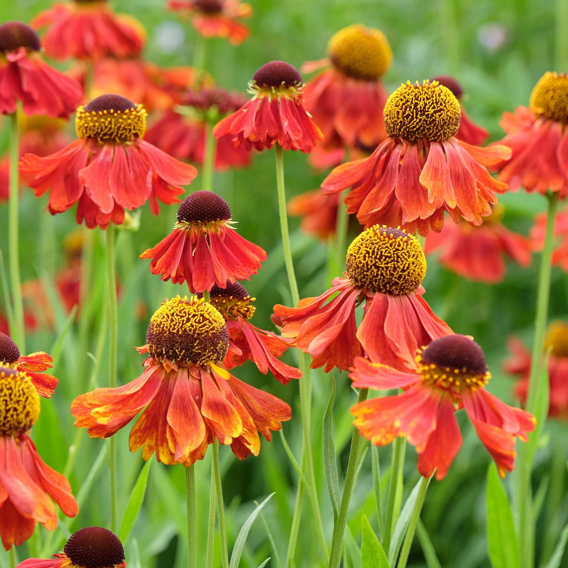 Sonnenbraut ‘Moerheim Beauty’ - Helenium Moerheim Beauty - Bakker