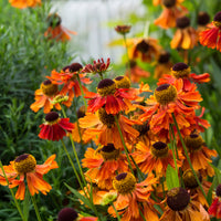 Sonnenbraut ‘Moerheim Beauty’ - Bakker