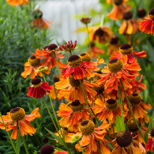 Sonnenbraut ‘Moerheim Beauty’ - Bakker