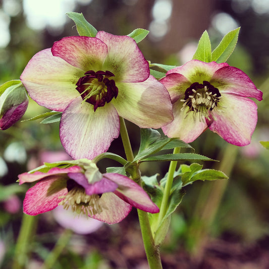 Christrose ‘Picotee’ - Bakker