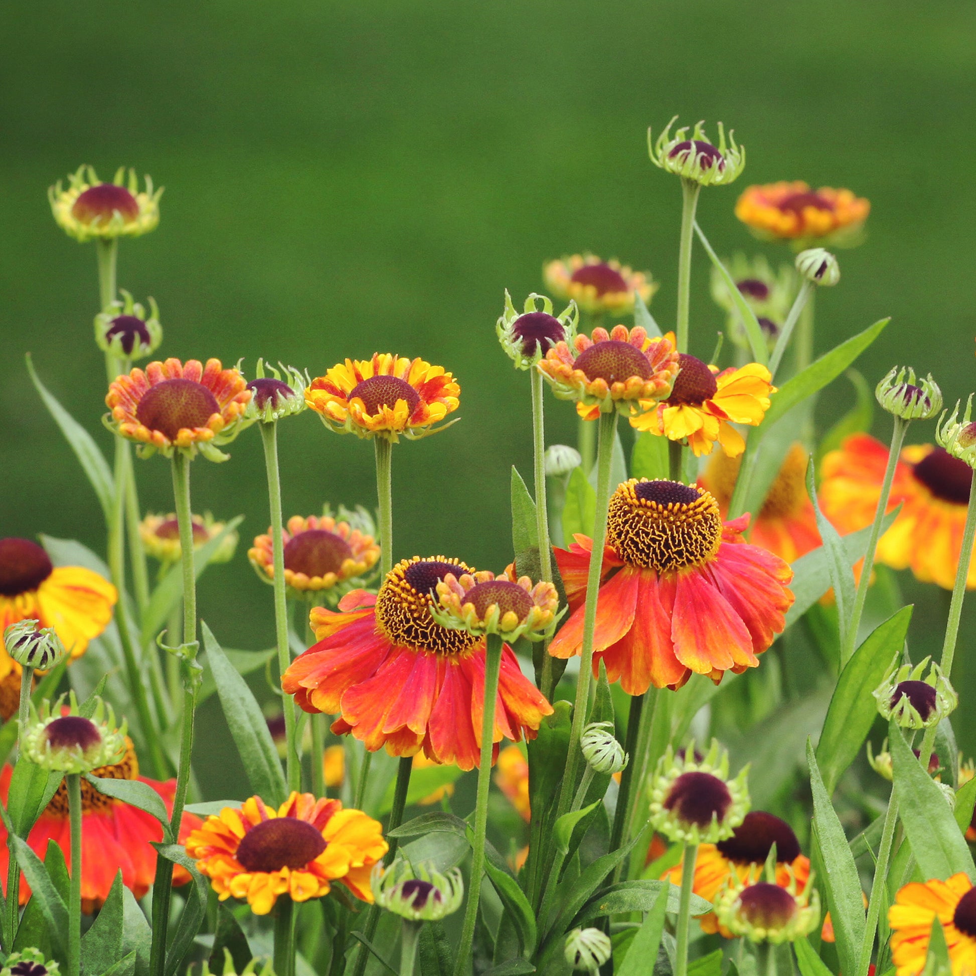 Sonnenbraut Sahins Early Flowerer ® - Helenium Sahin's Early Flowered - Bakker