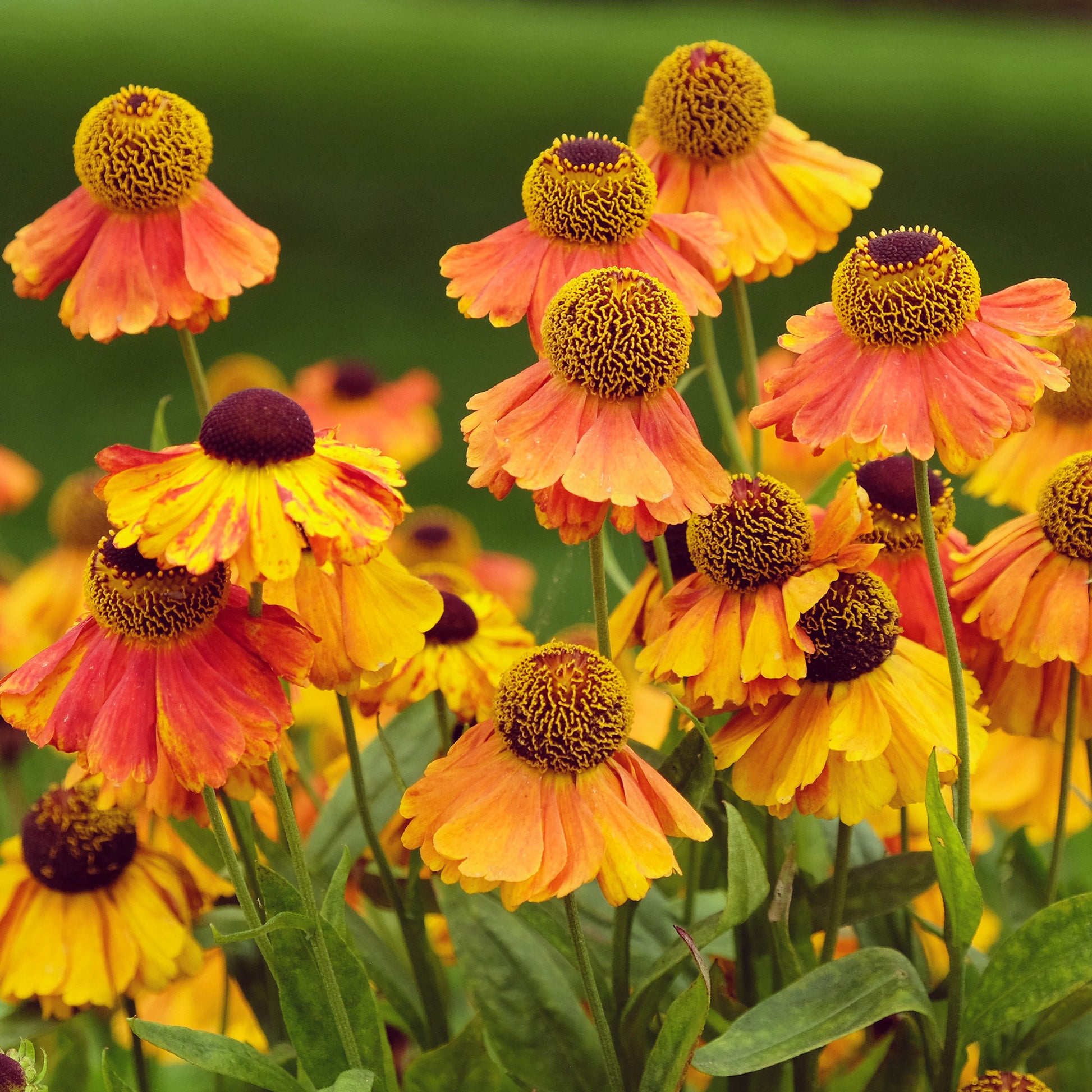 Helenium Sahin's Early Flowered - Sonnenbraut Sahins Early Flowerer ® - Helenium