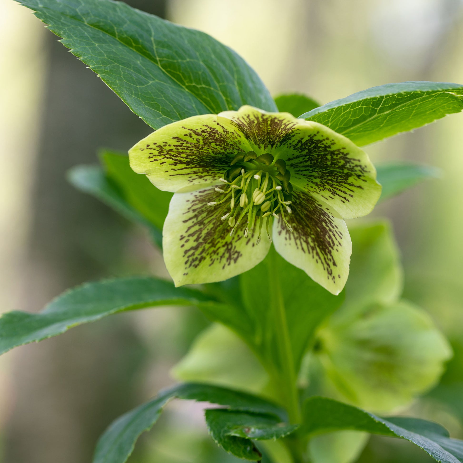 Christrose - Helleborus - Lenzrose ‘Green Spotted’ - Helleborus orientalis Green Spotted