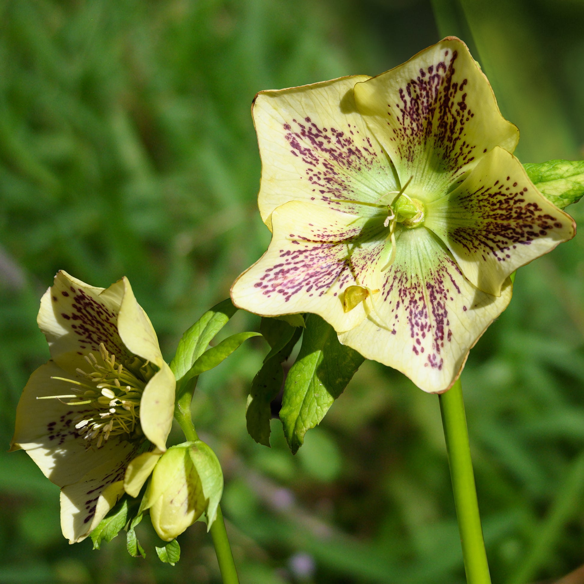 Lenzrose ‘Green Spotted’ - Bakker