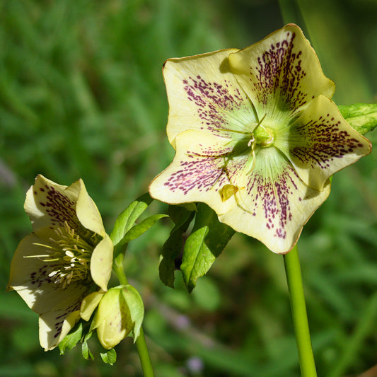 Lenzrose ‘Green Spotted’ - Bakker