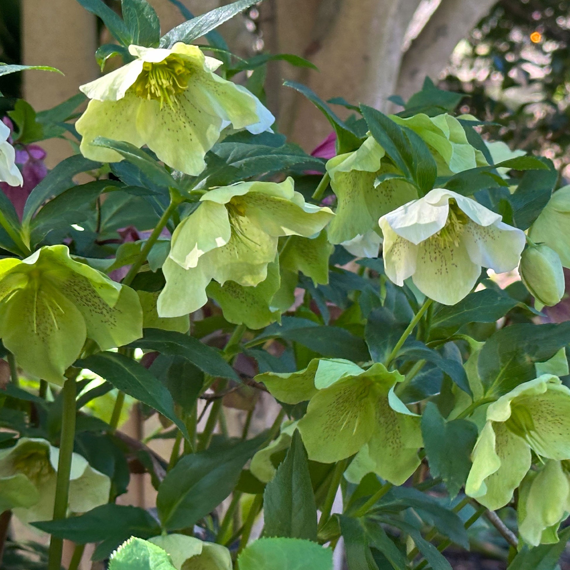 Lenzrose ‘Green Spotted’ - Helleborus orientalis Green Spotted - Bakker