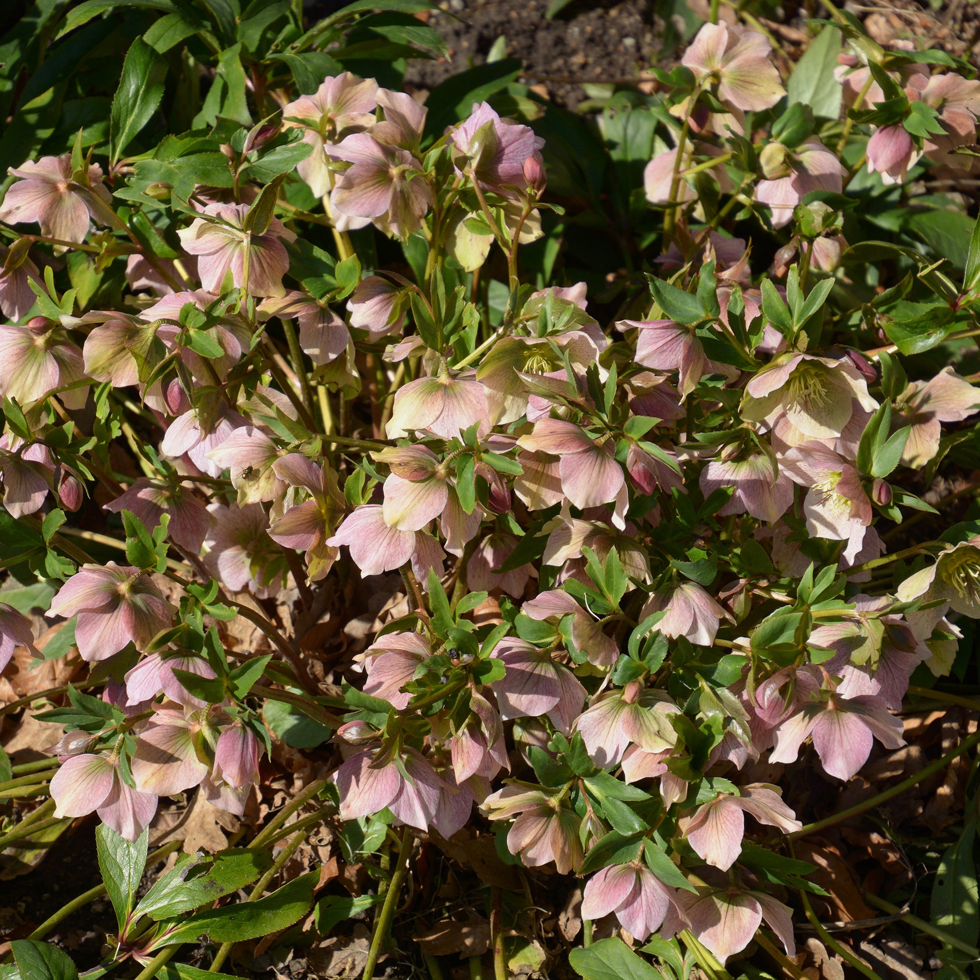 Orientalische Nieswurz Pink Lady - Helleborus orientalis Pink Lady - Bakker