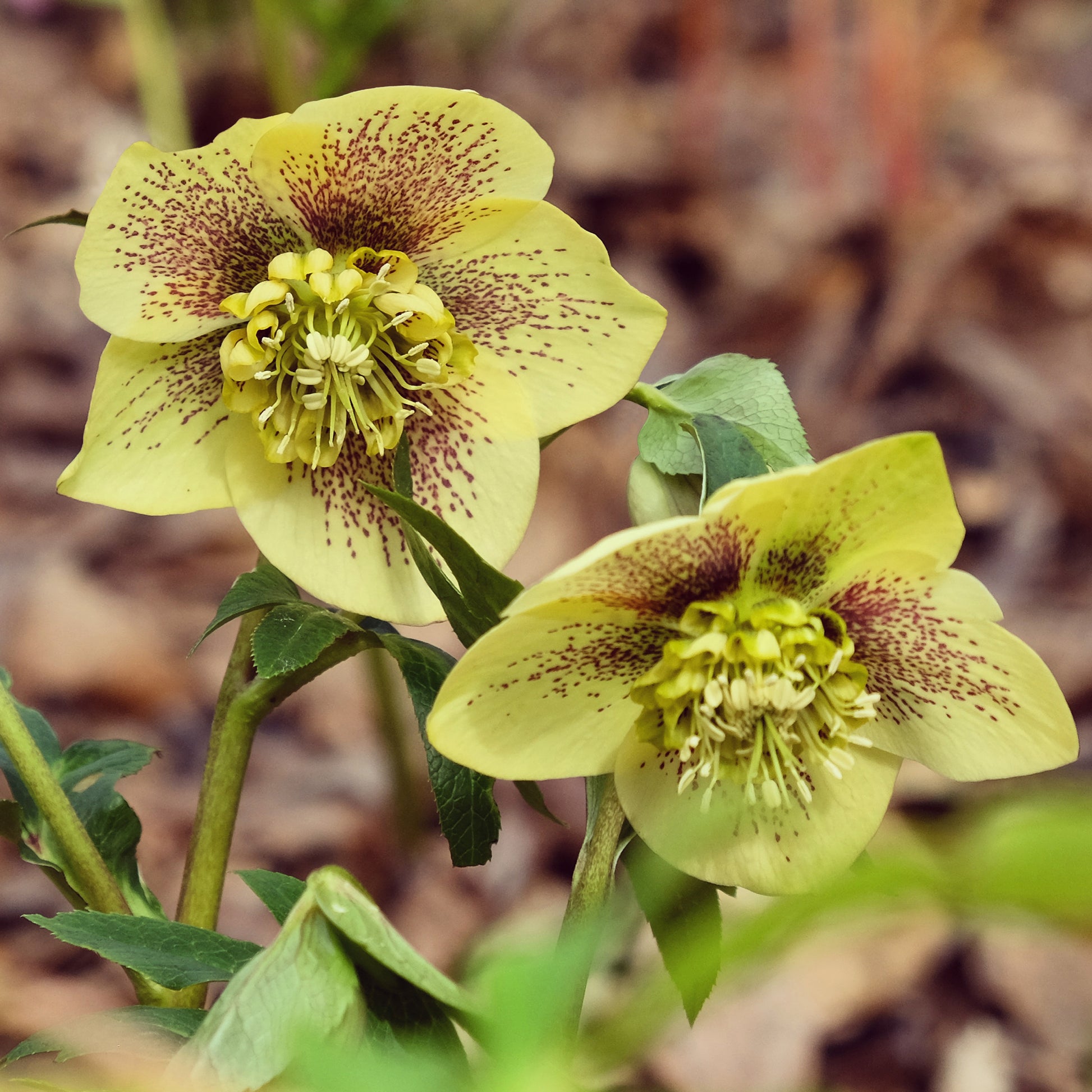 Lenzrose ‘Yellow Lady’ - Bakker