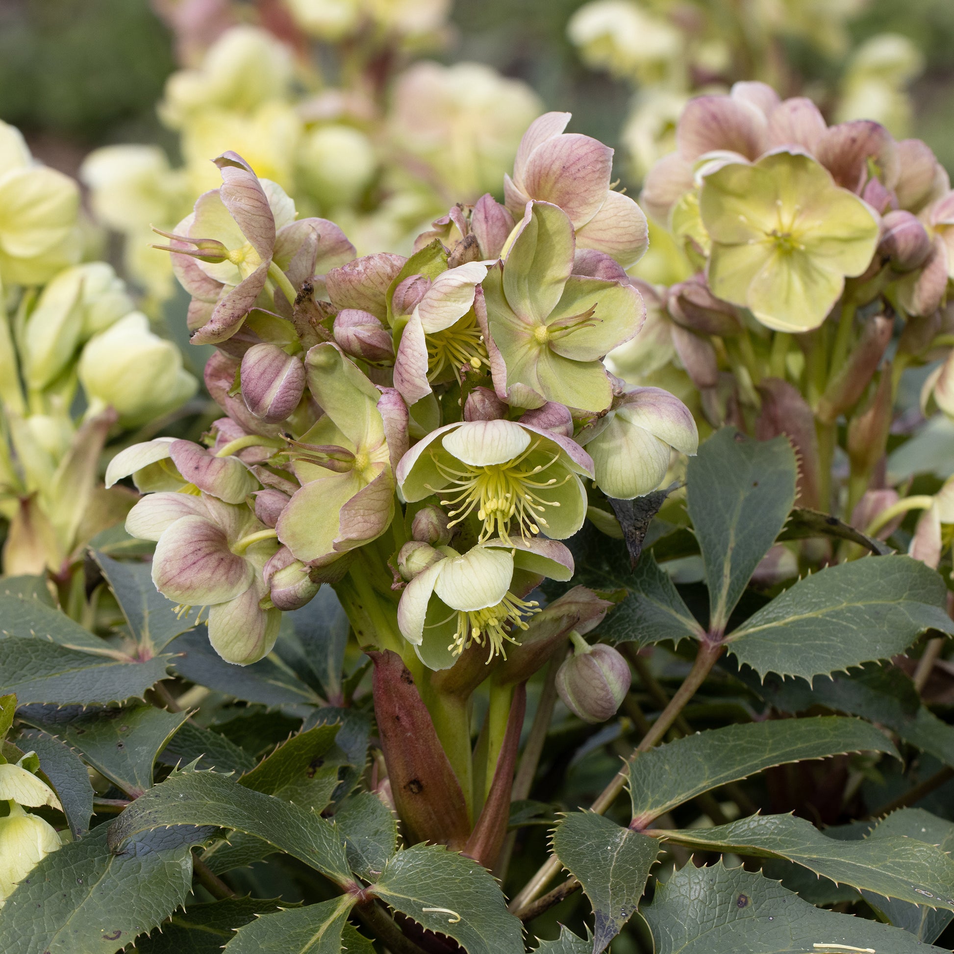 Christrose - Helleborus - Stern-Nieswurz - Helleborus sternii