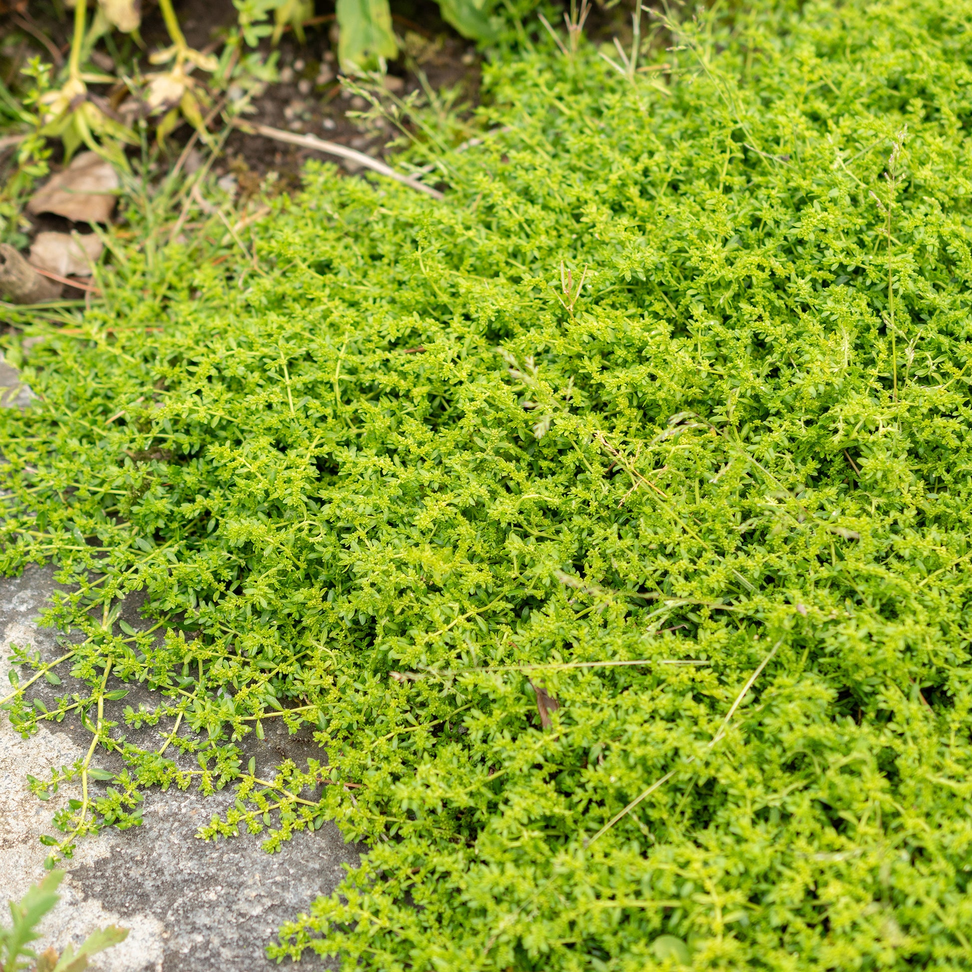 Herniaria glabra - Kahles Bruchkraut - Stauden