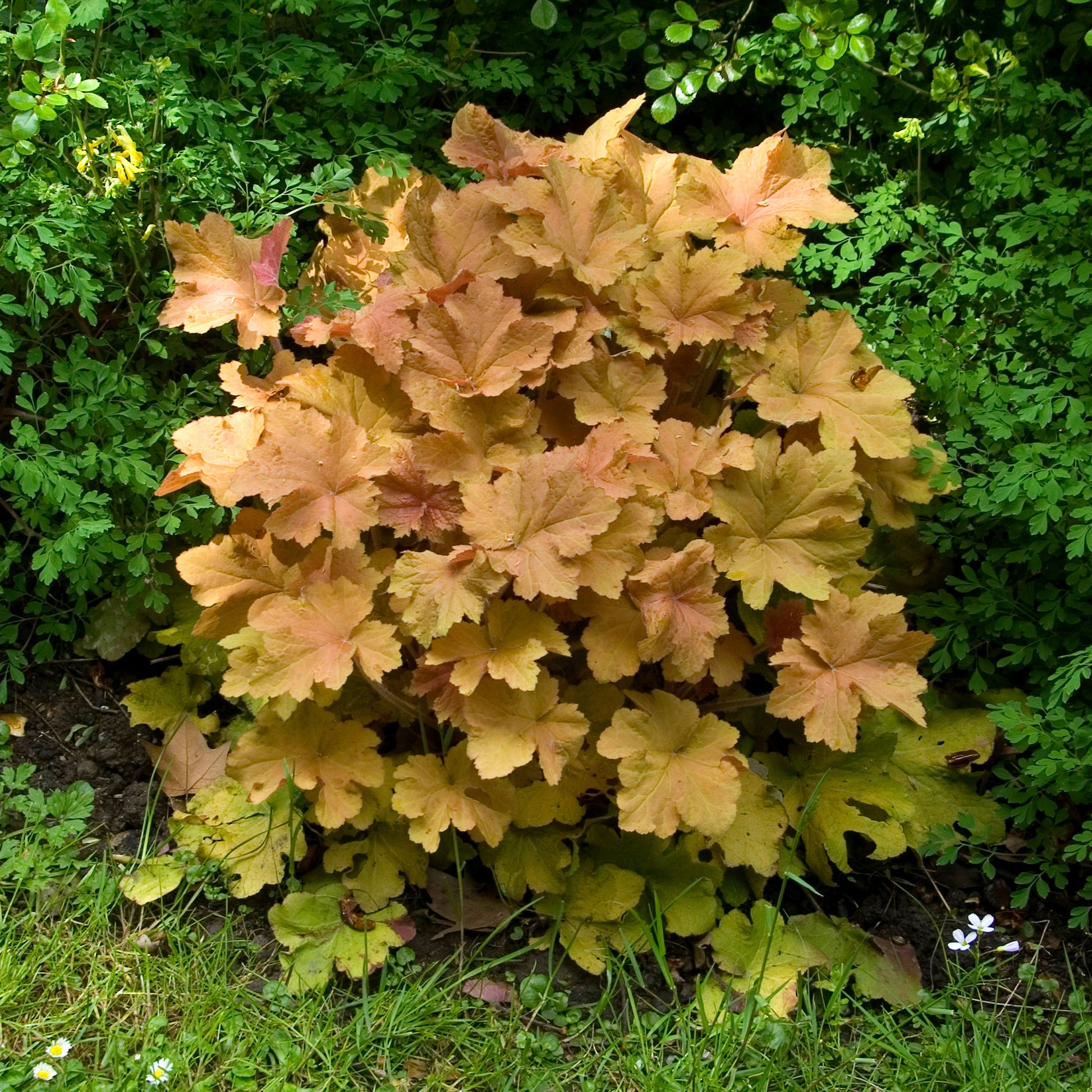 Heuchera caramel - Purpurglöckchen ‘Caramel’ - Heuchera - Purpurglöckchen