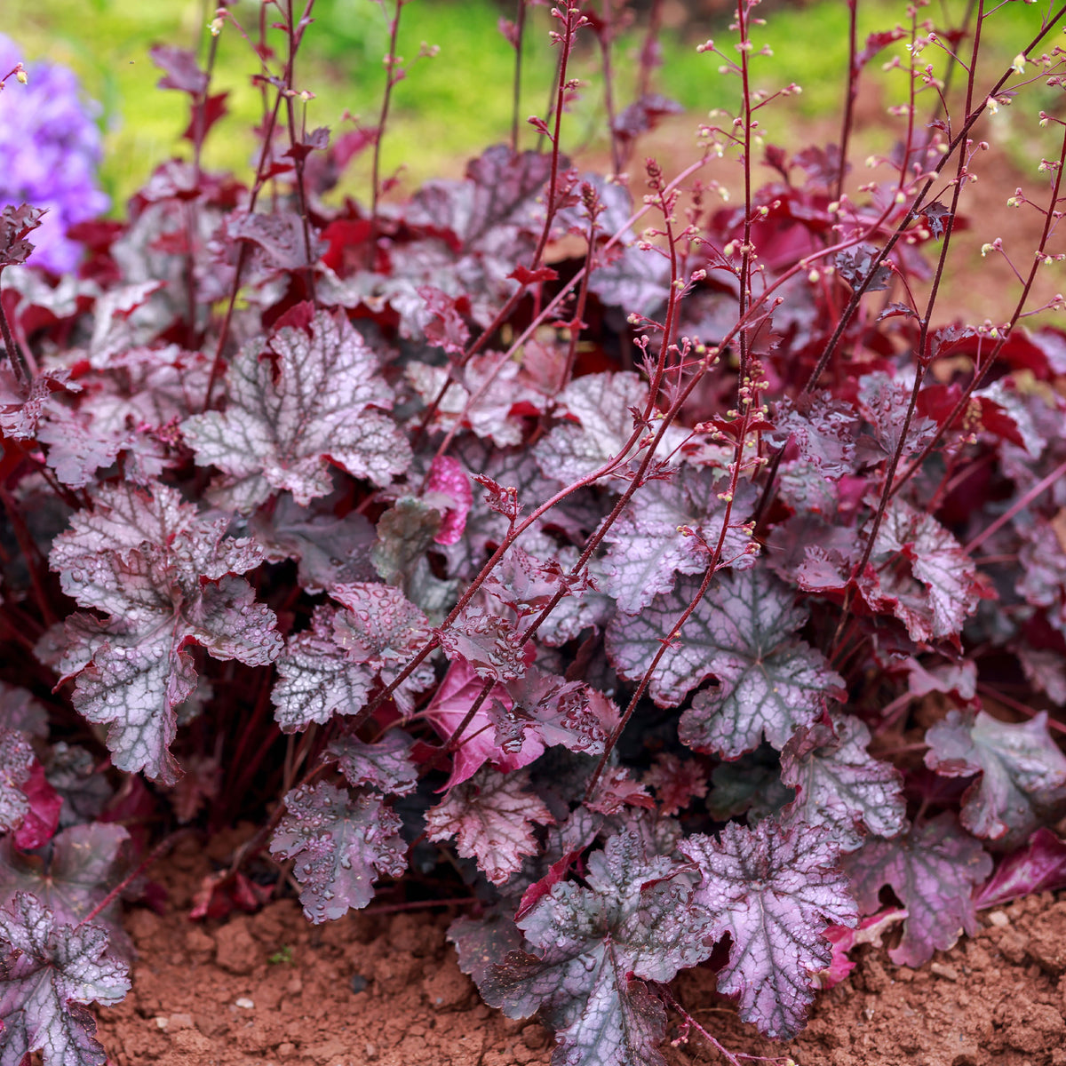 Heuchera Forever Purple - Heuchera Forever Purple - Bakker