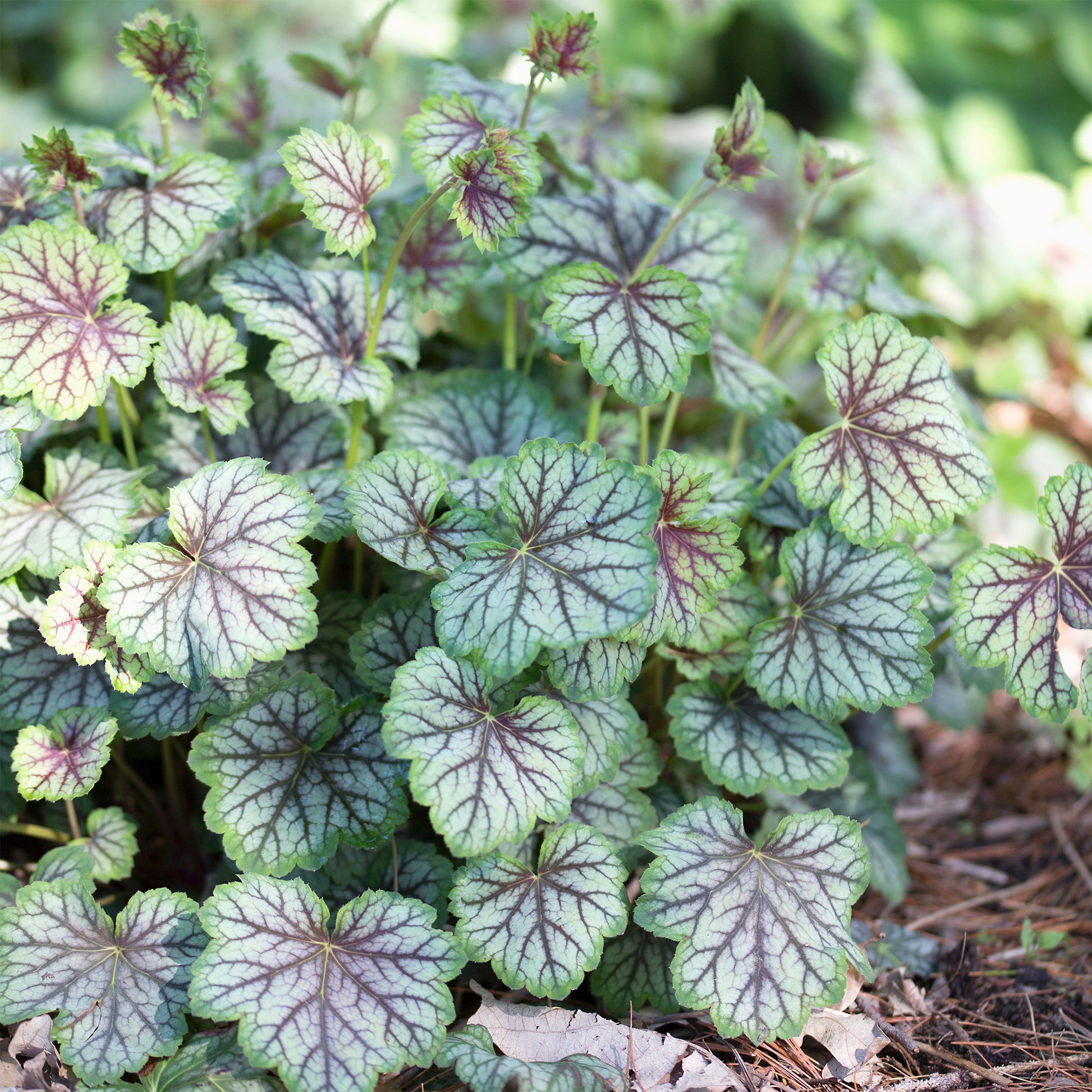 Purpurglöckchen 'Green Spice' - Heuchera green spice - Bakker