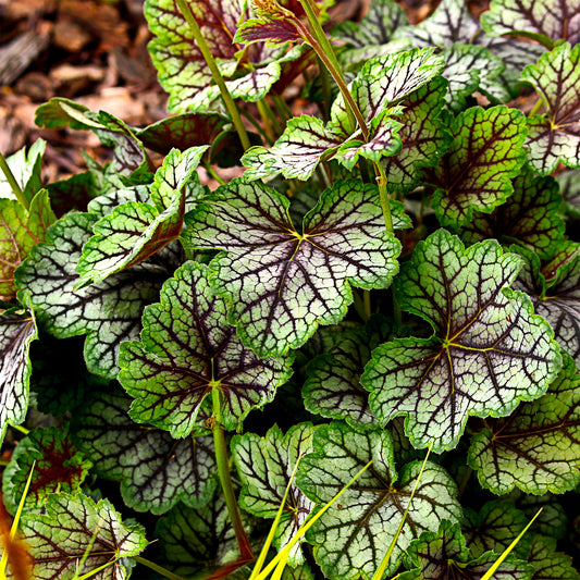 Purpurglöckchen 'Green Spice' - Bakker