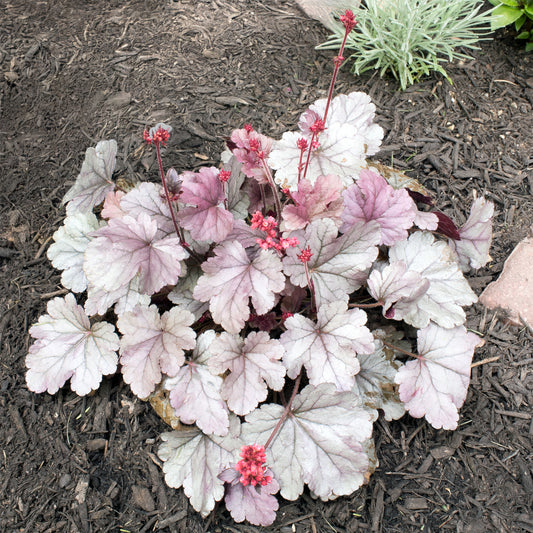 Purpurglöckchen 'Silver Gumdrop' - Bakker