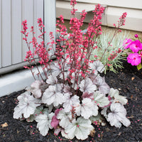 Purpurglöckchen 'Silver Gumdrop' - Heuchera silver gumdrop  ( dolce series ) - Bakker