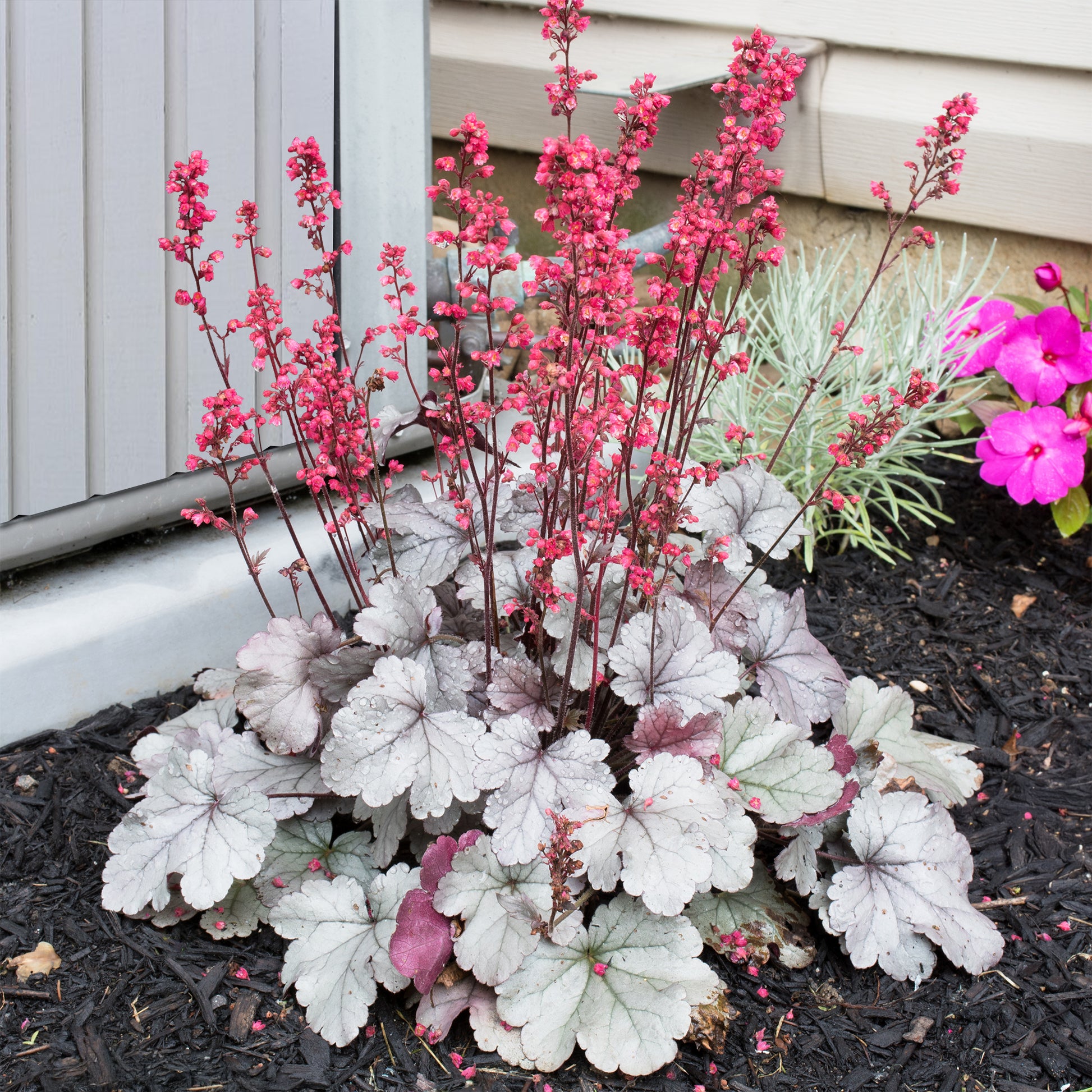 Purpurglöckchen 'Silver Gumdrop' - Heuchera silver gumdrop  ( dolce series ) - Bakker