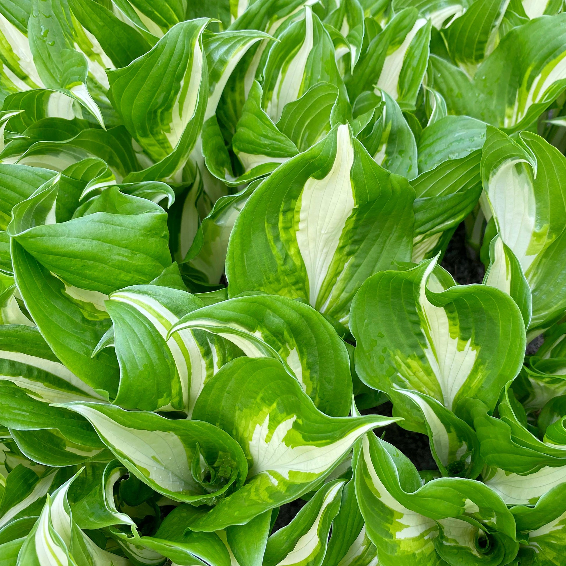 Hosta undulata mediovariegata - Hosta mit gewellten Blättern Mediovariegata - Hosta - Funkie