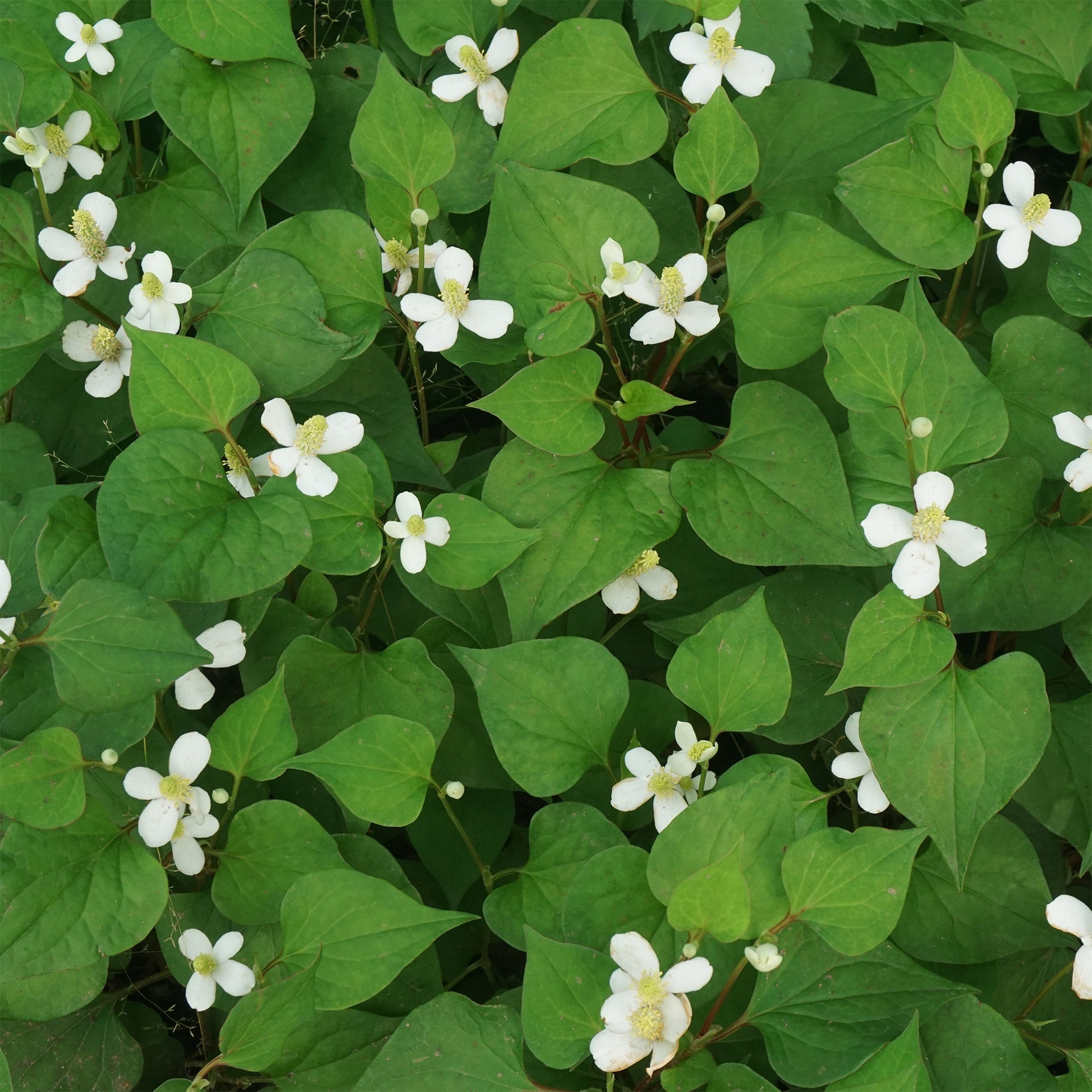 Chinesischer Eidechsenschwanz - Houttuynia cordata - Bakker
