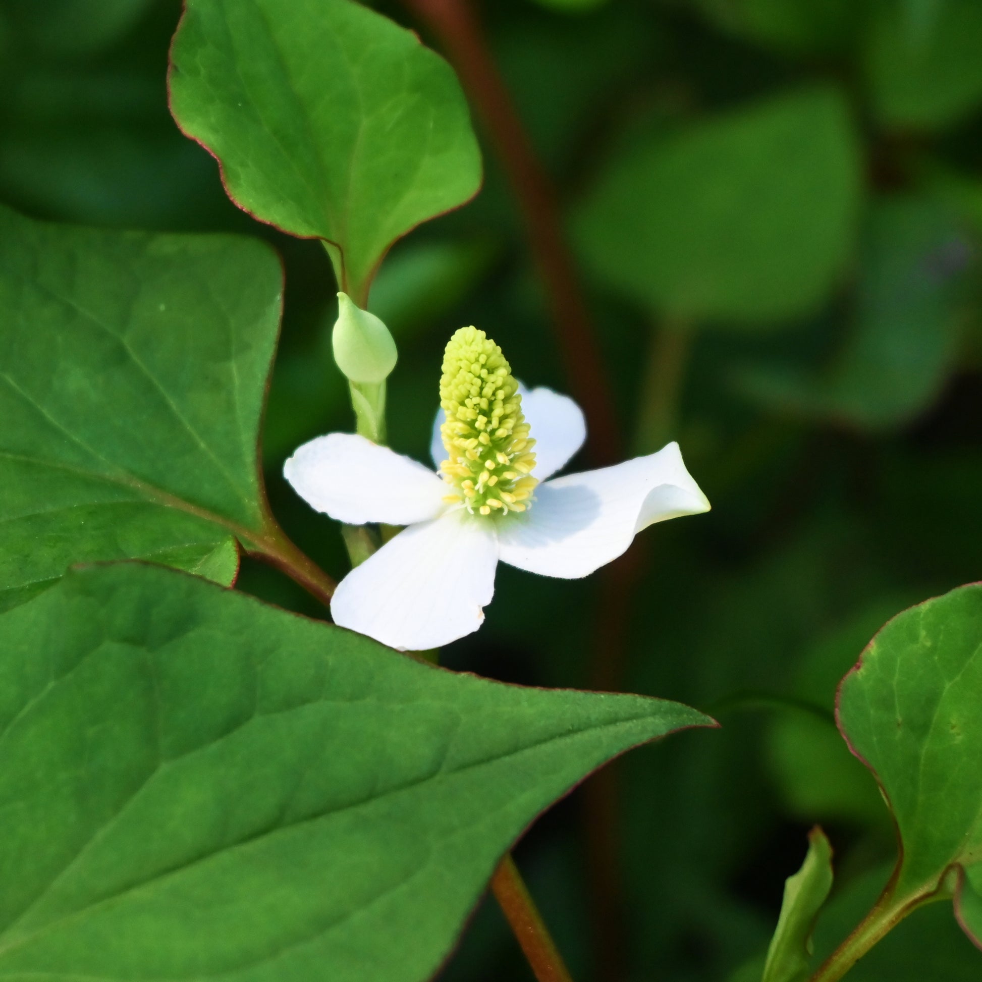 Houttuynia cordata - Chinesischer Eidechsenschwanz - Gräser