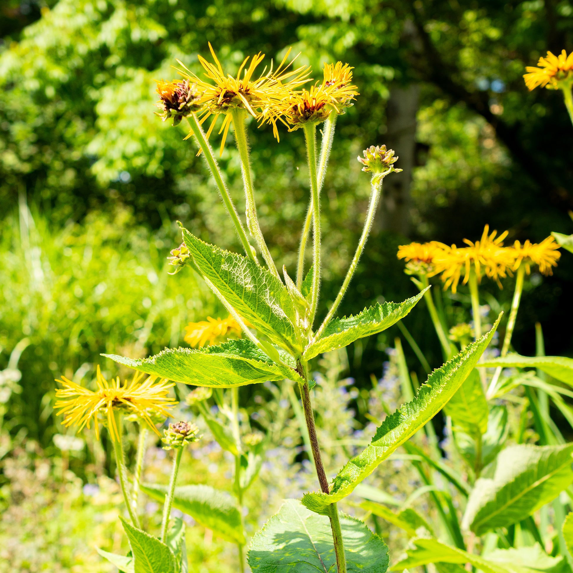 Inula magnifica - Hoher Alant - Blühende Stauden