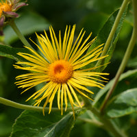 Blühende Stauden - Hoher Alant - Inula magnifica