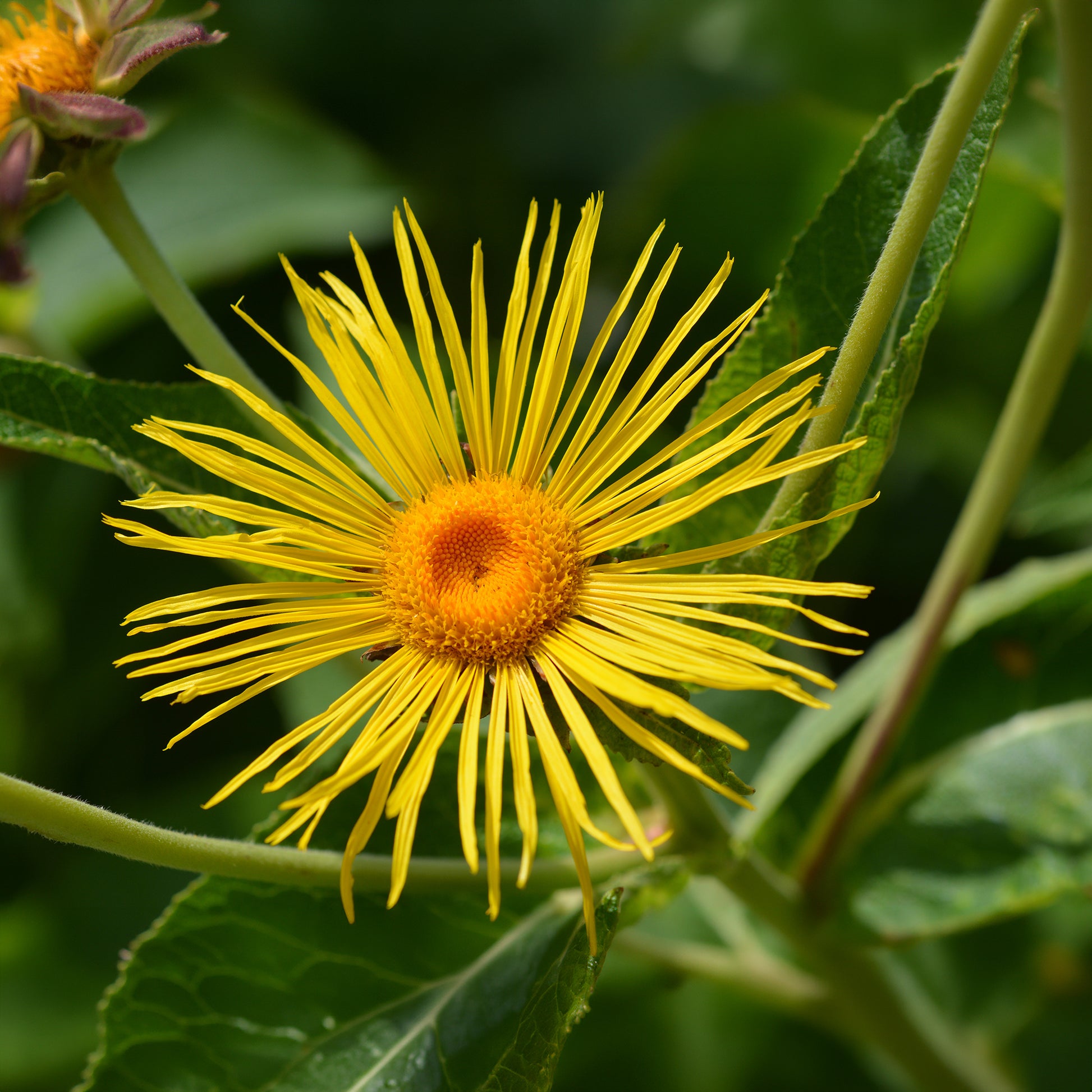 Blühende Stauden - Hoher Alant - Inula magnifica
