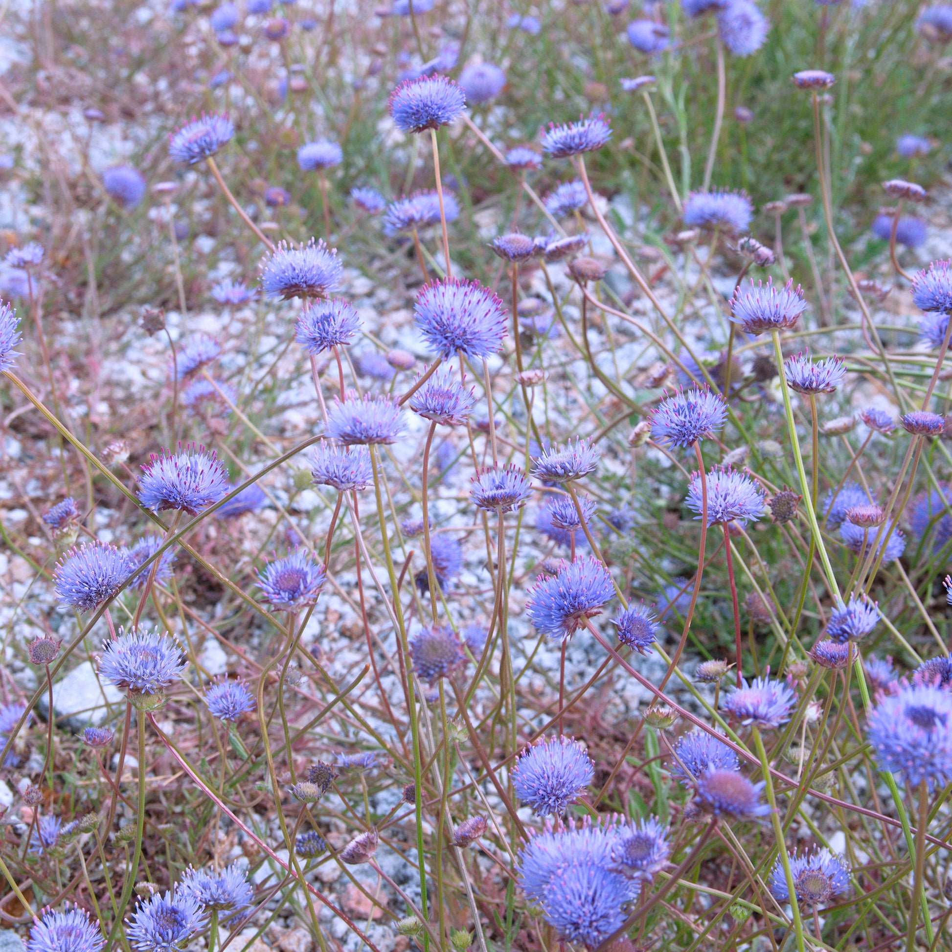 Wildpflanzen für den Garten - Ausdauerndes Sandglöckchen Blaulicht - Jasione laevis