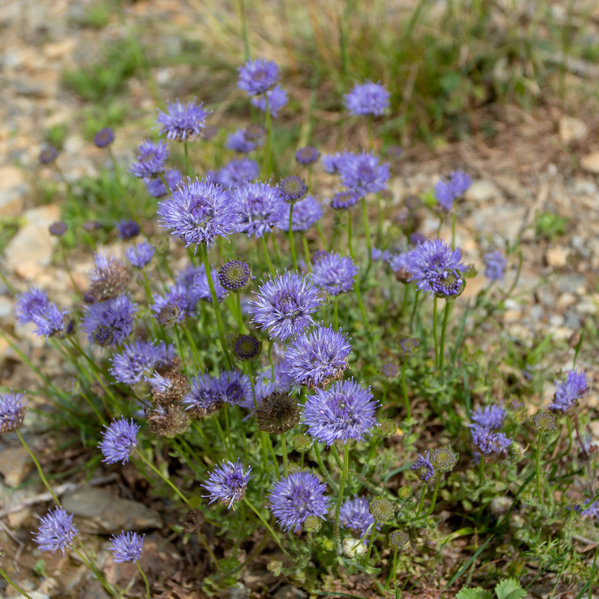 Jasione laevis - Ausdauerndes Sandglöckchen Blaulicht - Wildpflanzen für den Garten