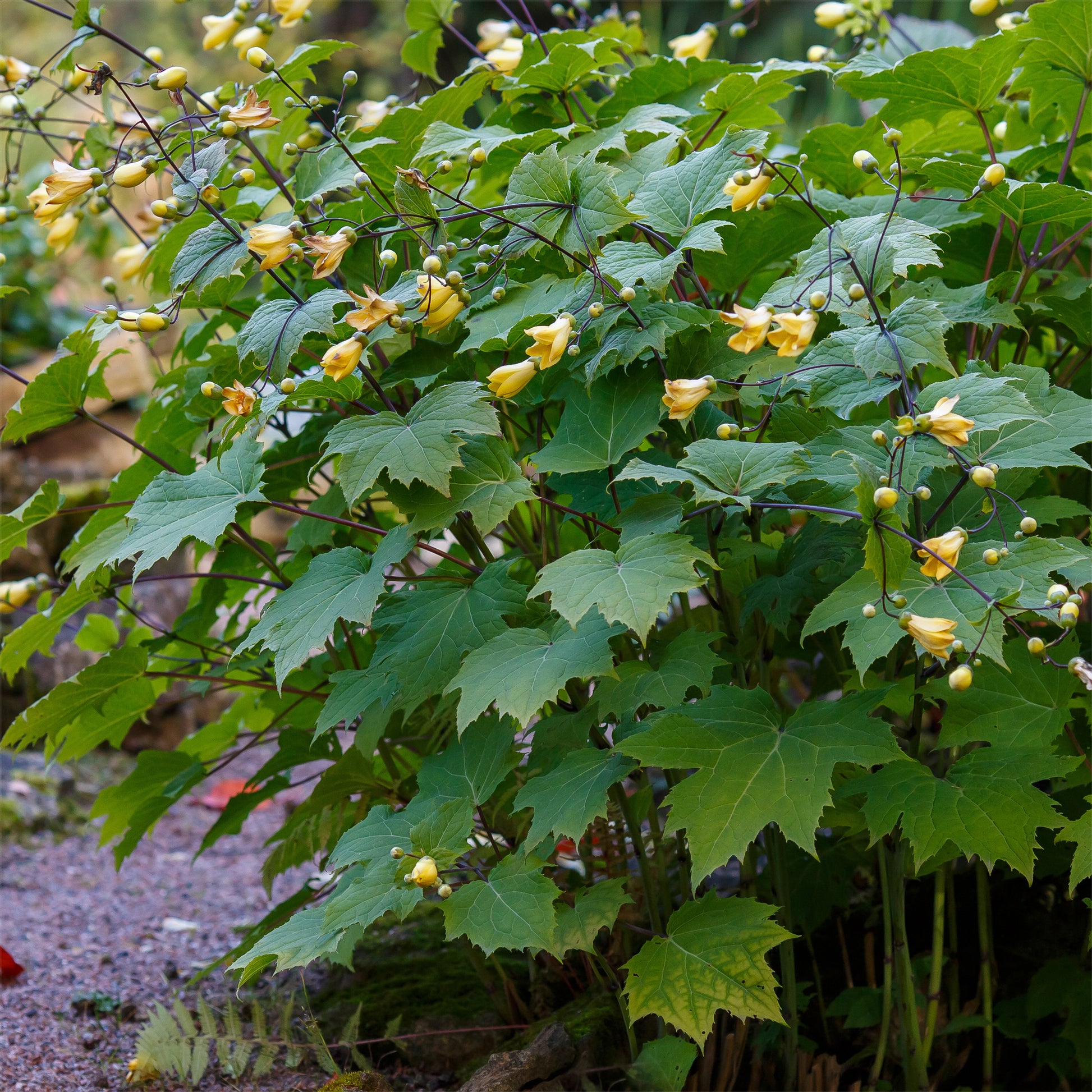 Wachsblume - Kirengeshoma palmata - Bakker