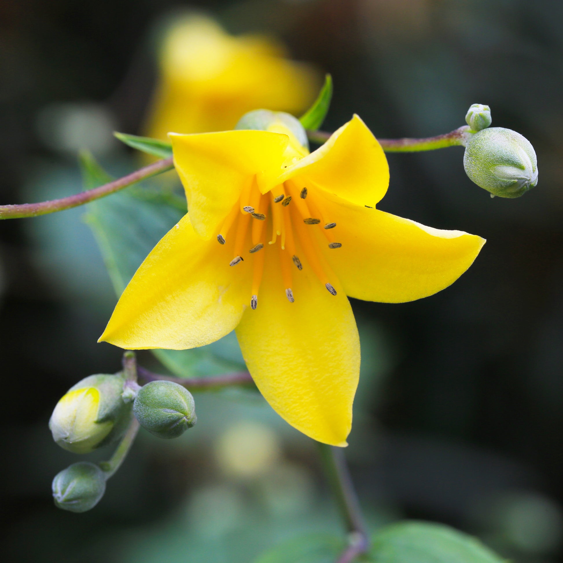 Kirengeshoma palmata - Wachsblume - Stauden
