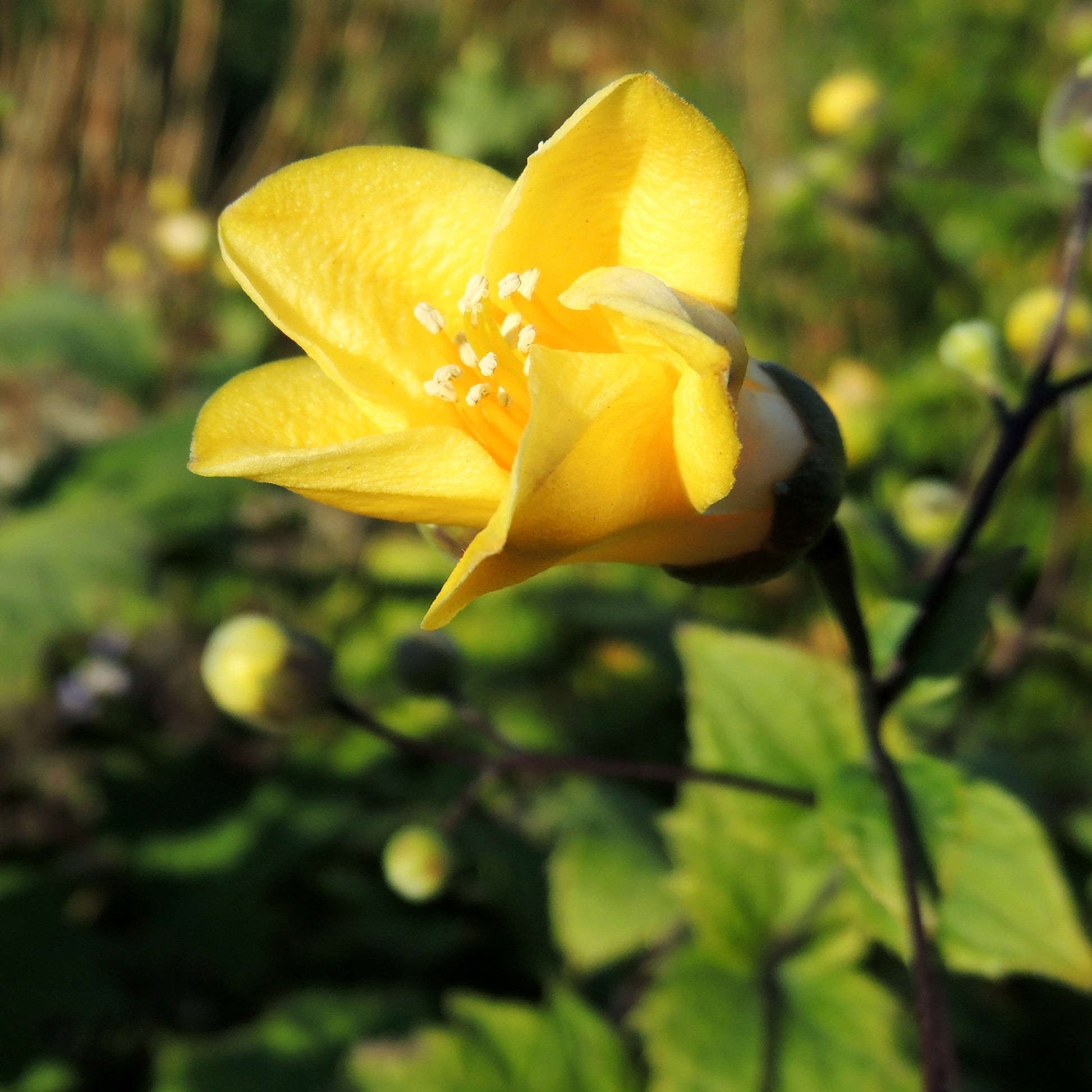 Stauden - Wachsblume - Kirengeshoma palmata