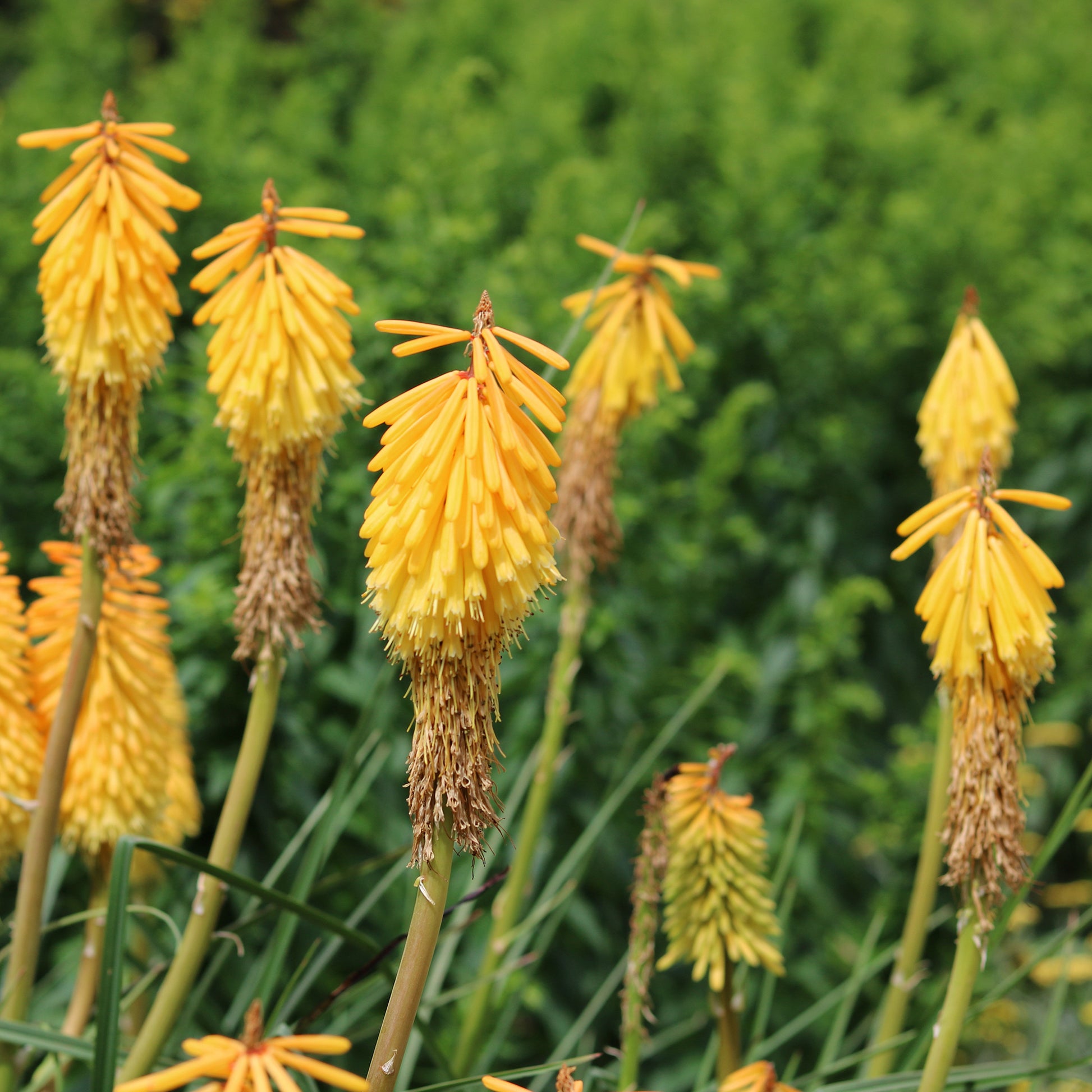 Tritoma Mango Popsicle - Kniphofia mango popsicle ( popsicle series ) - Bakker