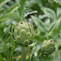 Artischocke - Cynara scolymus - Bakker
