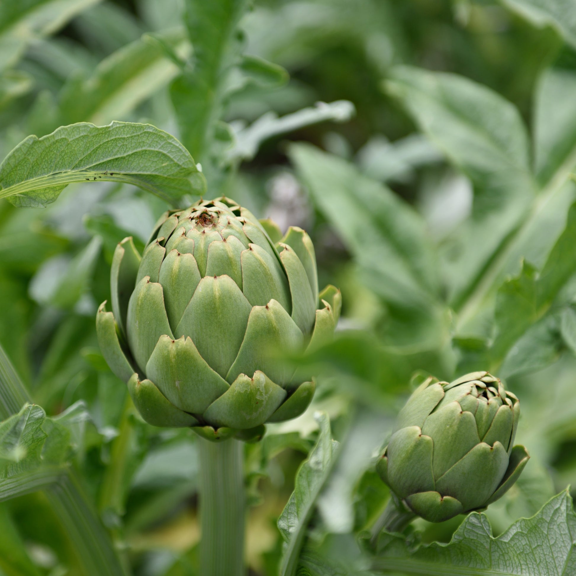 Artischocke - Cynara scolymus - Bakker