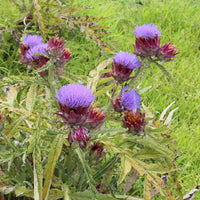 Cynara scolymus - Artischocke - Artischocke