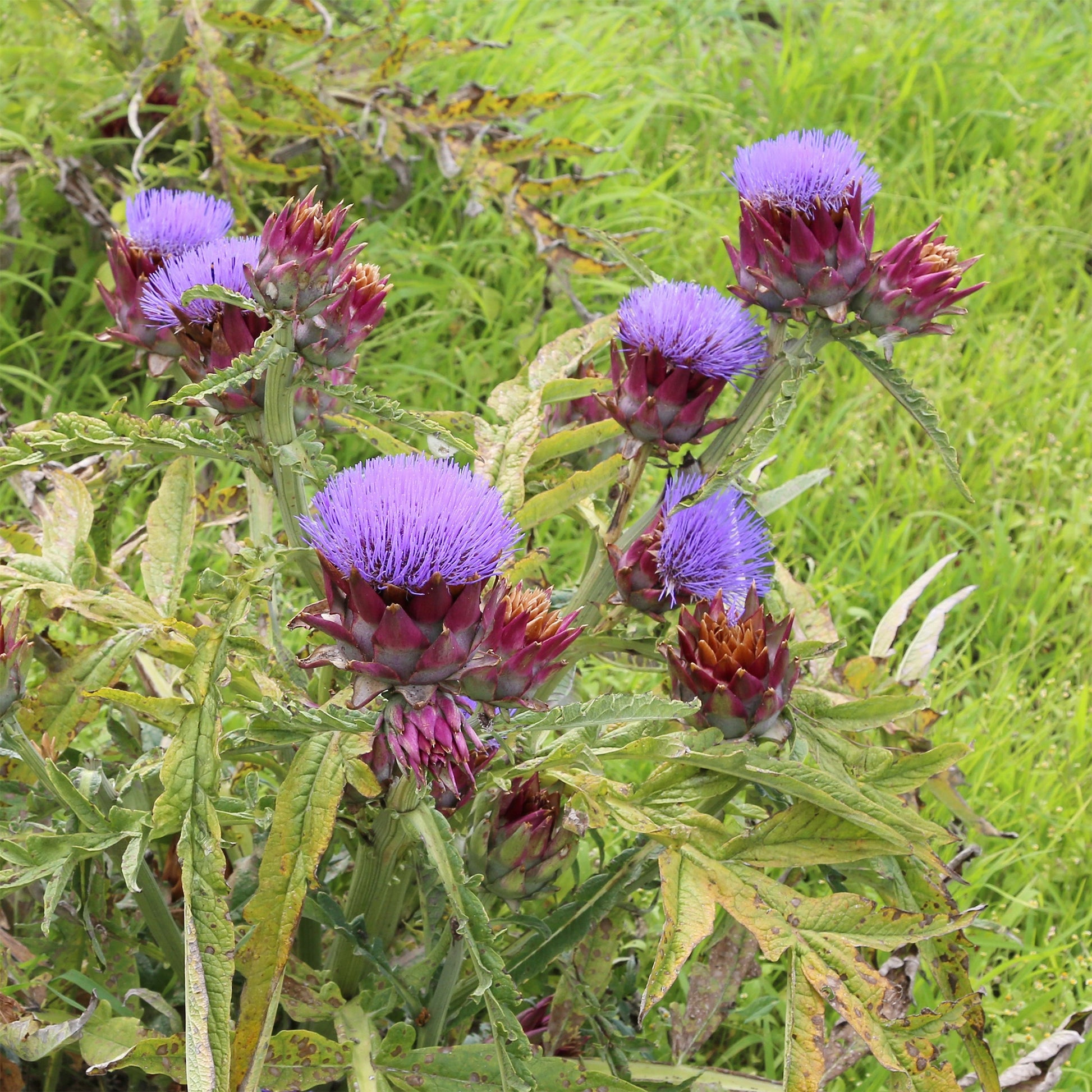 Cynara scolymus - Artischocke - Artischocke