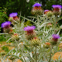 Verkauf Artischocke - Cynara scolymus