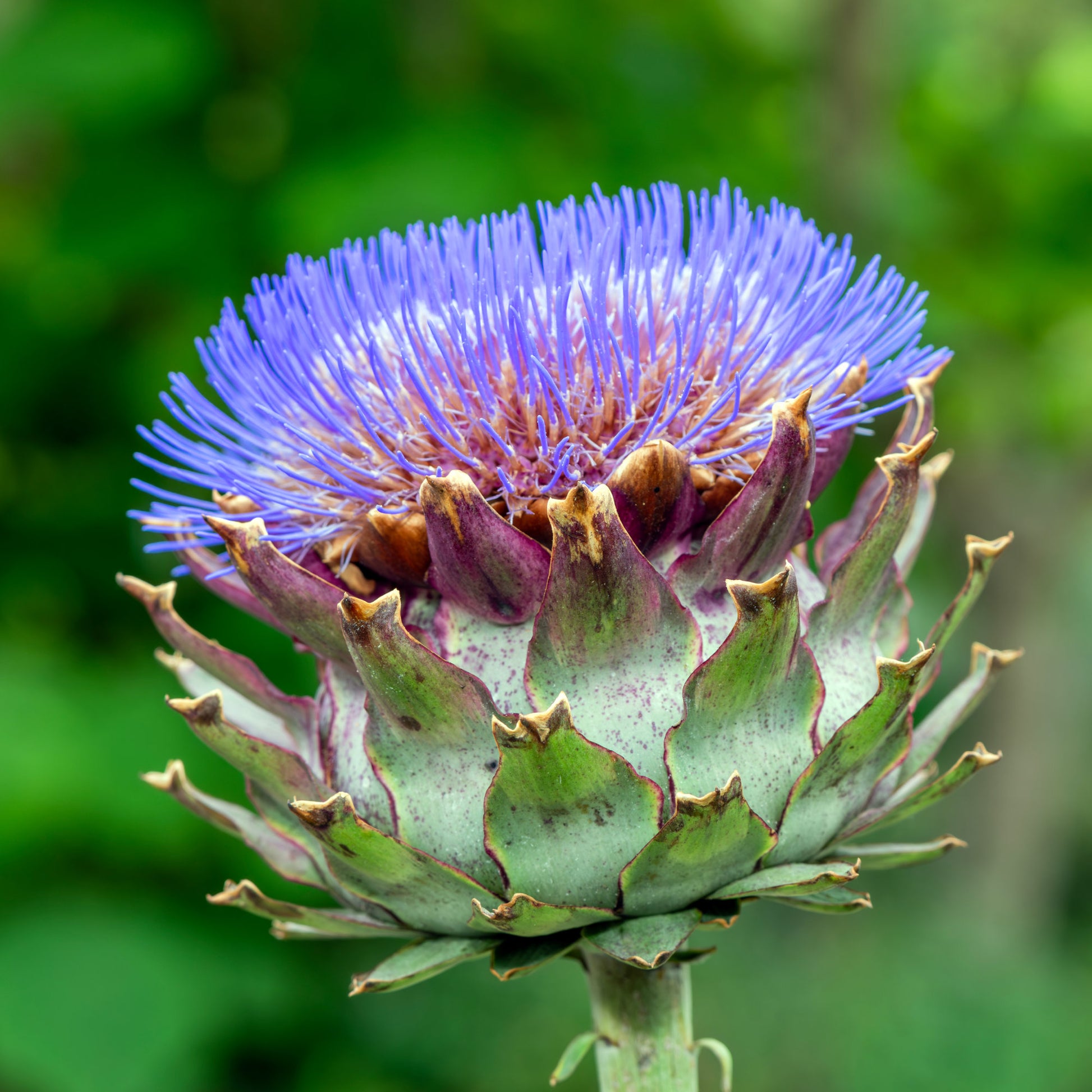 Artischocke - Artischocke - Cynara scolymus