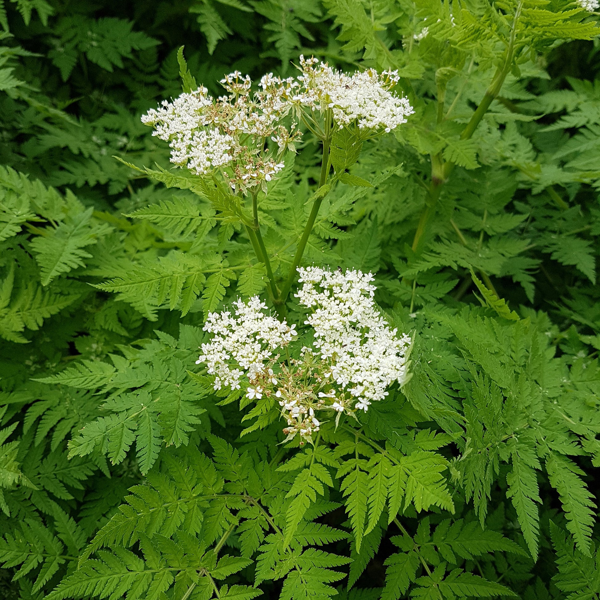Moschus-Kerbel - Myrrhis odorata - Bakker