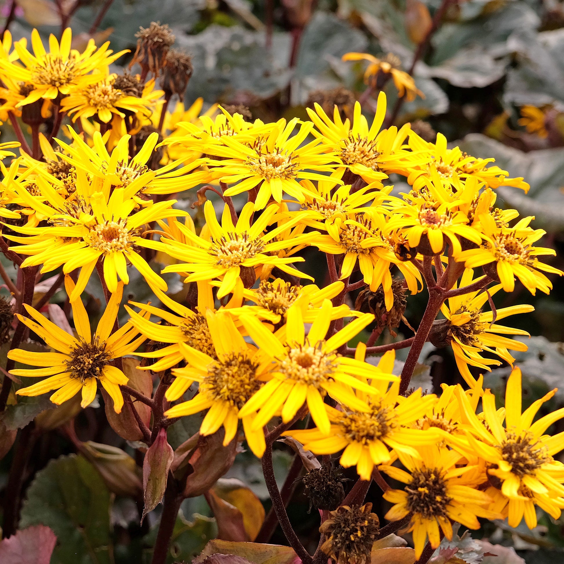 Gezähntes Ligular Britt Marie Crawford - Ligularia dentata britt-marie crawford - Bakker
