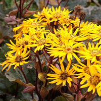 Ligularia dentata britt-marie crawford - Gezähntes Ligular Britt Marie Crawford - Stauden