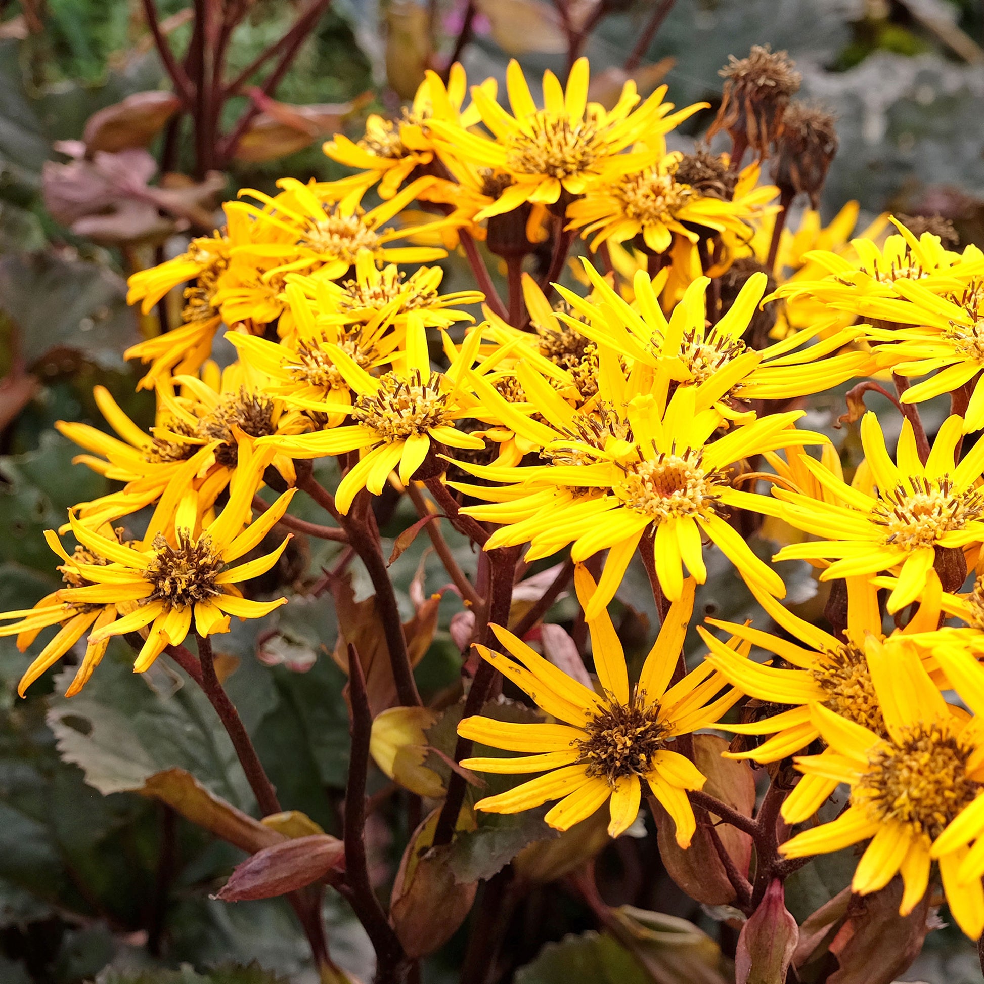 Ligularia dentata britt-marie crawford - Gezähntes Ligular Britt Marie Crawford - Stauden