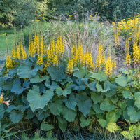 Ligularie ‘The Rocket’ - Ligularia stenocephala the rocket - Bakker