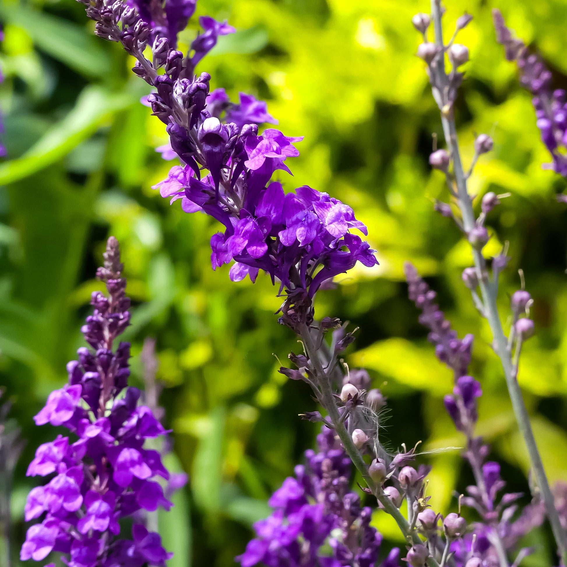 Purpurblütiges Leinkraut - Linaria purpurea - Bakker
