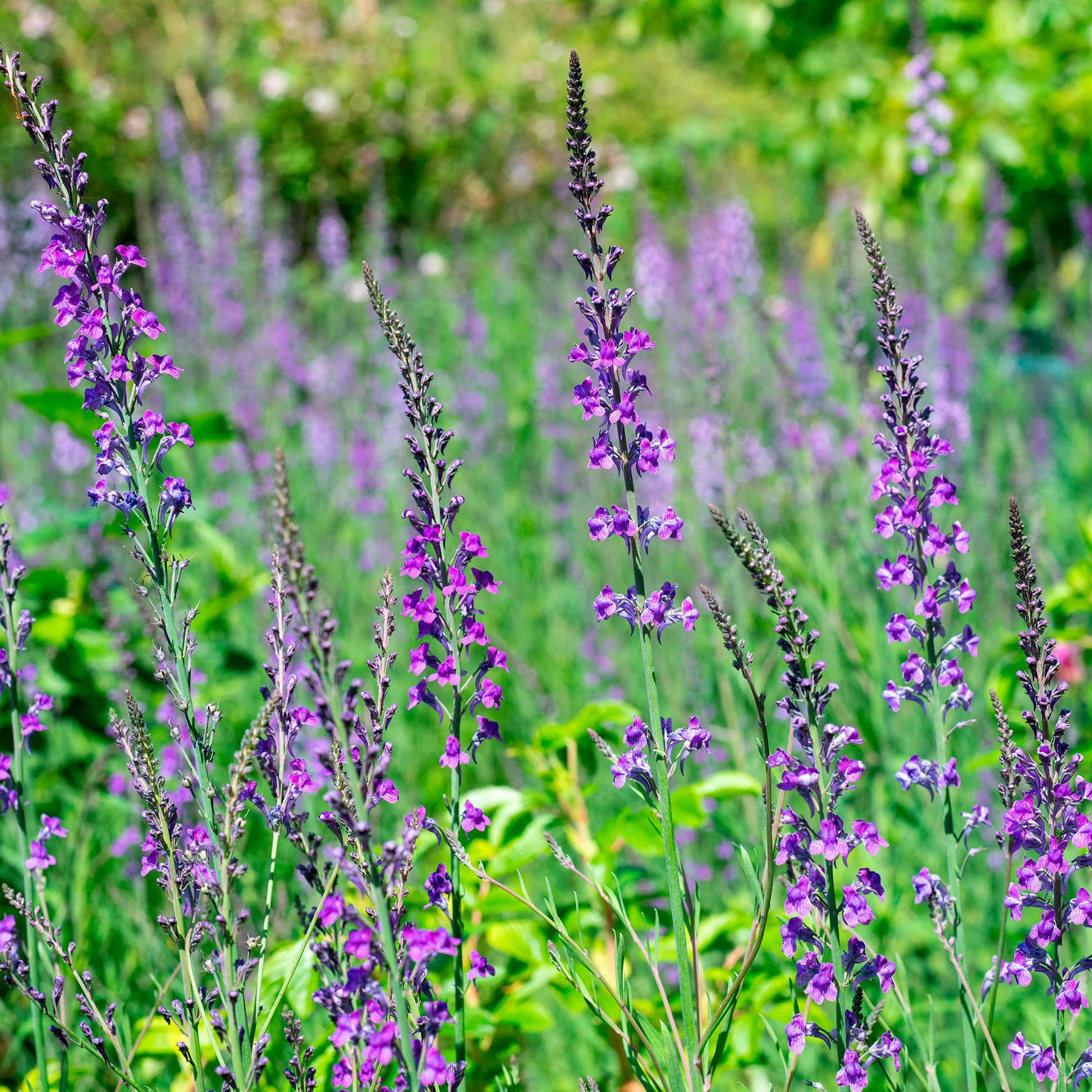 Linaria purpurea - Purpurblütiges Leinkraut - Leinkraut