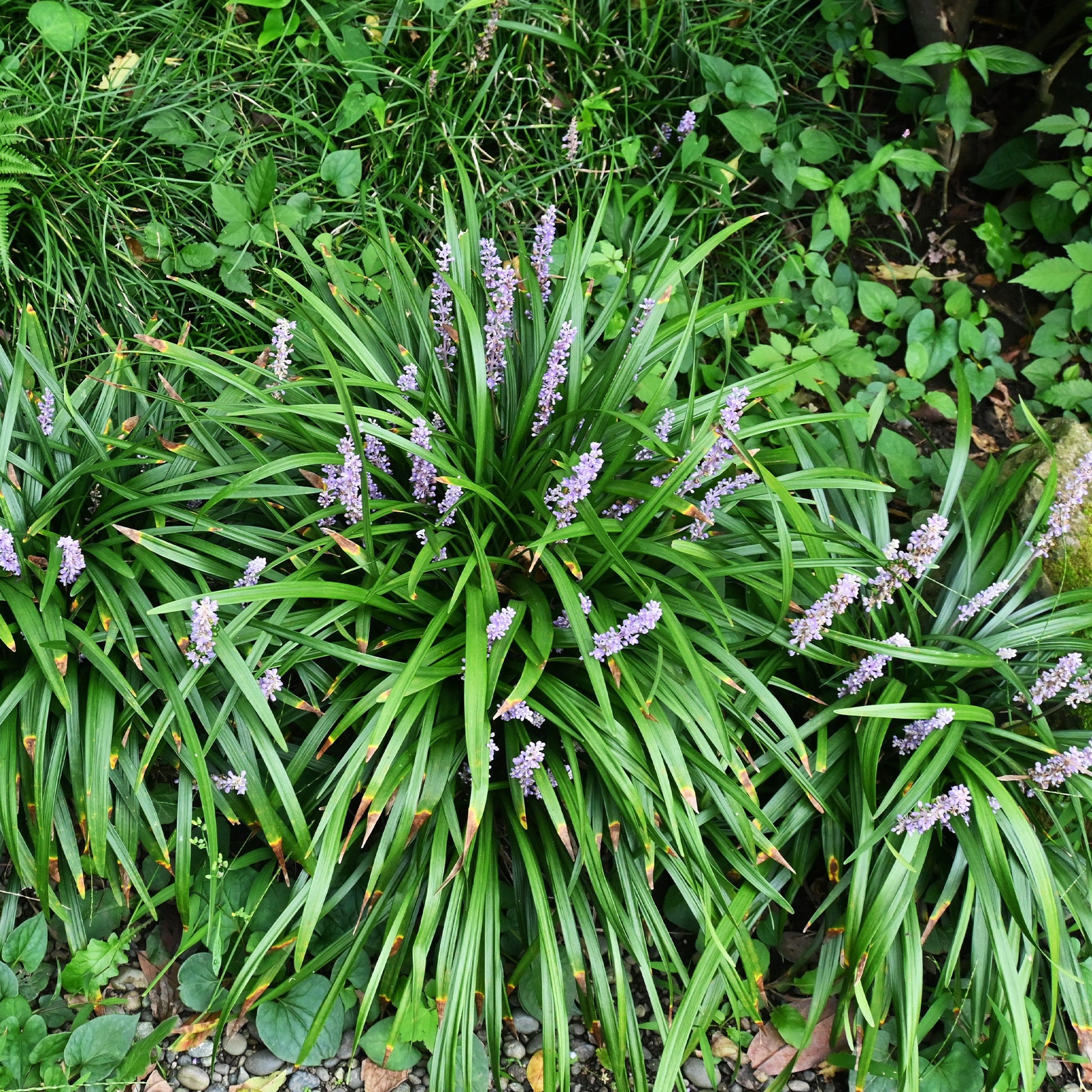 Liriope muscari Big Blue - Liriope muscari Big Blue - Bakker